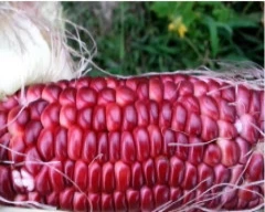 Red Maize required in Ballari
