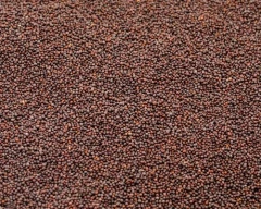 Brown Mustard required in Nadia