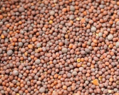 Brown Mustard required in Sitamarhi