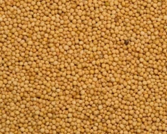 Yellow Mustard required in Sitamarhi
