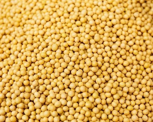 Buy Yellow Mustard from Lakhimpur, Uttar Pradesh at Wholesale Price of ...