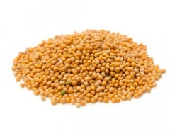 Yellow Mustard required in Moradabad, Uttar Pradesh - commodityonline