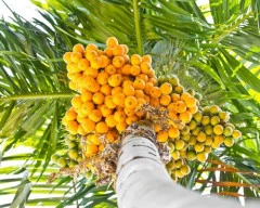 Raw Arecanut required in Amravati