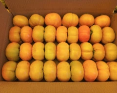 Normal Persimmon required in Kullu