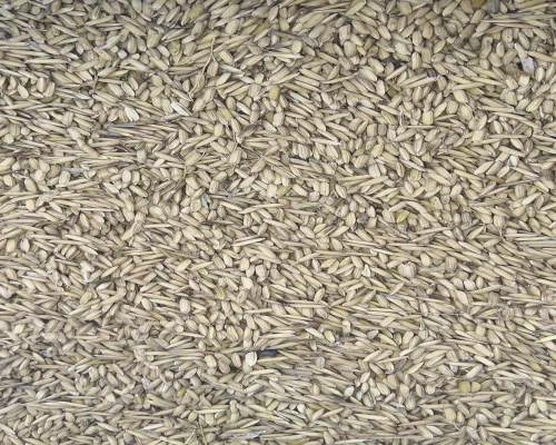Buy Normal Paddy from Rampur, Uttar Pradesh at Wholesale Price of Rs 27/Kg