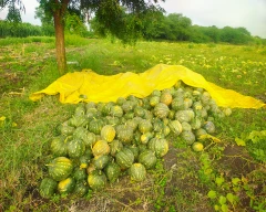 Normal Pumpkin for sale in Ahmednagar