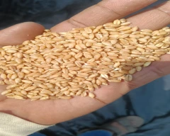 Shree Ram 303 Wheat required in Jhansi