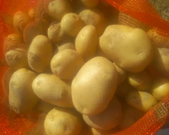 Chipsona Potato for sale in Kannauj
