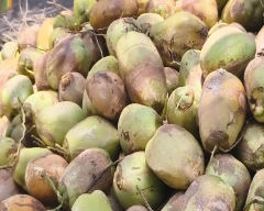 Medium Coconut for sale in Dindigul