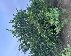 Normal Mosambi for sale in Khargone