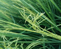 C Grade Quality Paddy for sale in Sitapur