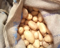 Chipsona Potato for sale in Shahjahanpur