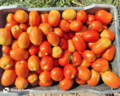 A Grade Quality Tomato for sale in Sirohi