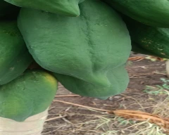 Number 15 Papaya for sale in Buldhana