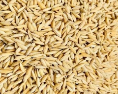 1509 Paddy for sale in Jhajjar