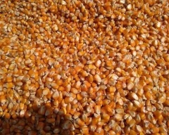 B Grade Quality Maize required in Katihar