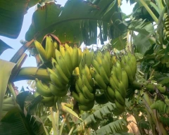 Yelakki Banana for sale in Anantapur