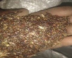 Normal Dhaincha for sale in Alwar