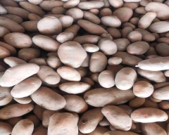 A Grade Quality Potato for sale in Dhenkanal