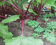 Normal Beetroot for sale in Chamarajanagar