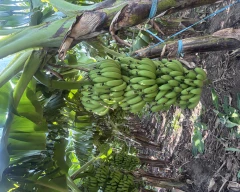 Cavendish Banana for sale in Pune