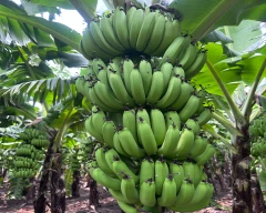 G-9 Banana for sale in Beed