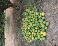 Normal Lemon for sale in Ludhiana