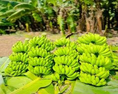 G-9 Banana for sale in Solapur