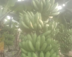 G-9 Banana for sale in Lakhimpur