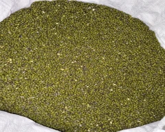 A Grade Quality Moong Dal for sale in Bulandshahr
