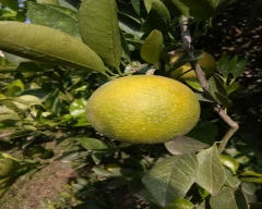 Normal Mosambi for sale in Aurangabad