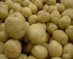 Jyoti Potato for sale in Birbhum