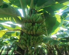 Normal Banana for sale in Jalgaon