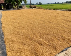 6444 Paddy for sale in Sheohar