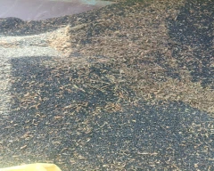 Black Sesame for sale in Hanumangarh