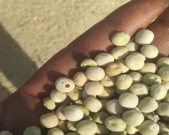 Dried green Green Peas for sale in Sagar