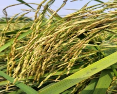 Pusa Basmati - 1692 Paddy for sale in Farrukhabad