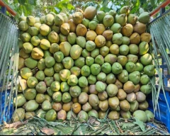 Normal Tender Coconut required in Jharsuguda