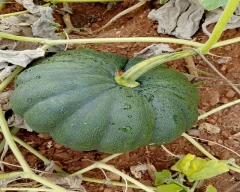 Buy Hybrid Pumpkin from Haveri, Karnataka at Wholesale Price of Rs 20/Kg