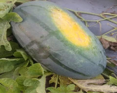 Normal Watermelon for sale in Jalgaon