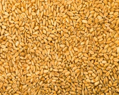 Shree Ram 303 Wheat for sale in Etah