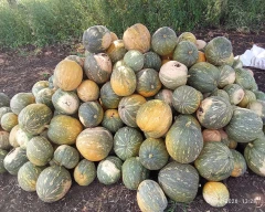 Hybrid Pumpkin for sale in Aurangabad
