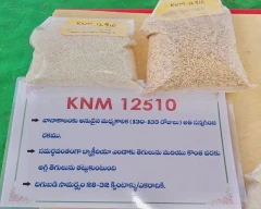 Mansoori Paddy for sale in Raichur