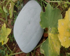 Normal Ash gourd required in Pudukkottai, Tamil Nadu - commodityonline