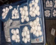 Button Mushroom for sale in Panipat