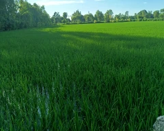 27P37 Paddy for sale in Sitapur