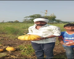 Normal Pumpkin for sale in Adilabad