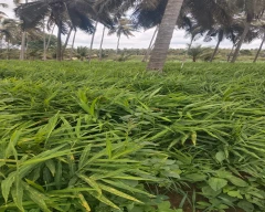 Buy B Grade Quality Ginger from Hassan, Karnataka at Wholesale Price of ...