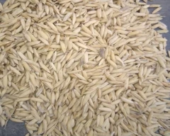 6444 Paddy for sale in Kanpur Dehat