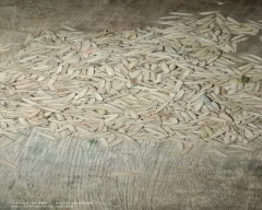 2626 Paddy for sale in Sambhal